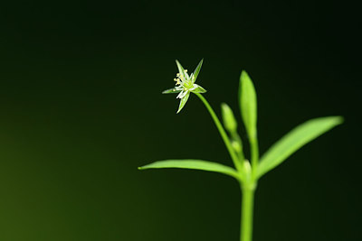 BUITEN BEELD Foto: 264658
