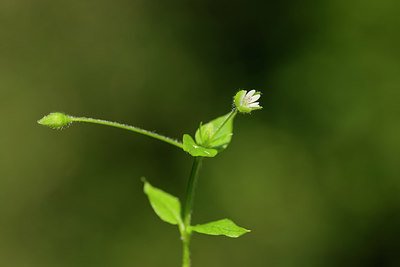 BUITEN BEELD Foto: 264660