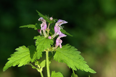 BUITEN BEELD Foto: 264662