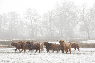 BUITEN BEELD Foto: 264669