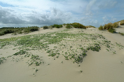 BUITEN BEELD Foto: 264671