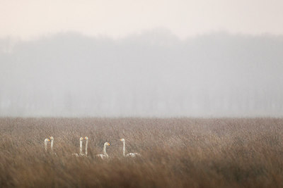 BUITEN BEELD Foto: 264676