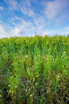 BUITEN BEELD Foto: 264696