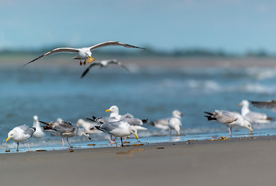 BUITEN BEELD Foto: 264720