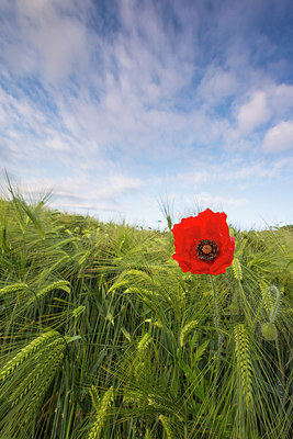 BUITEN BEELD Foto: 264723