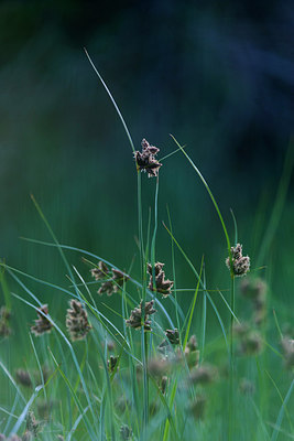 BUITEN BEELD Foto: 264727