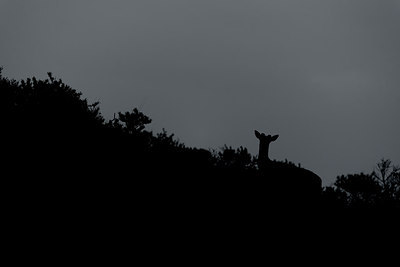 BUITEN BEELD Foto: 264732