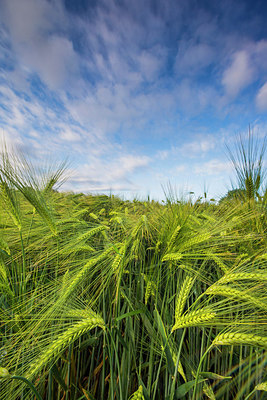 BUITEN BEELD Foto: 264737