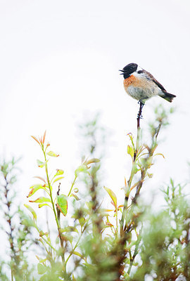 BUITEN BEELD Foto: 264758