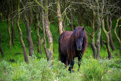 BUITEN BEELD Foto: 264768