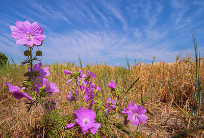 BUITEN BEELD Foto: 264772