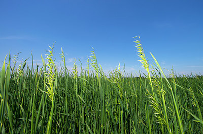 BUITEN BEELD Foto: 264783