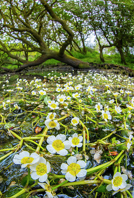 BUITEN BEELD Foto: 264812