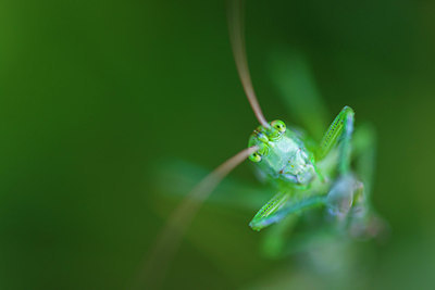 BUITEN BEELD Foto: 264844