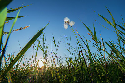 BUITEN BEELD Foto: 264846