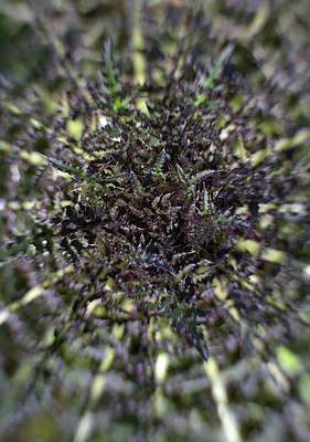 BUITEN BEELD Foto: 264869