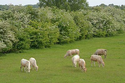 BUITEN BEELD Foto: 264874
