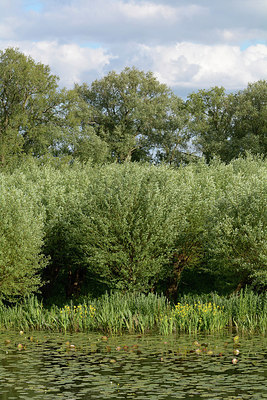 BUITEN BEELD Foto: 264876