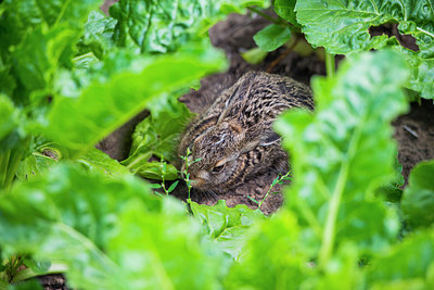 BUITEN BEELD Foto: 264930