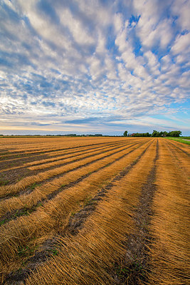 BUITEN BEELD Foto: 264942