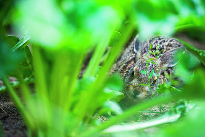 BUITEN BEELD Foto: 264945