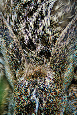 BUITEN BEELD Foto: 264971