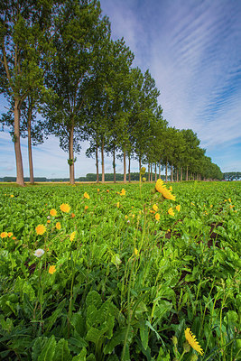 BUITEN BEELD Foto: 264989