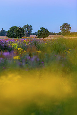 BUITEN BEELD Foto: 264999