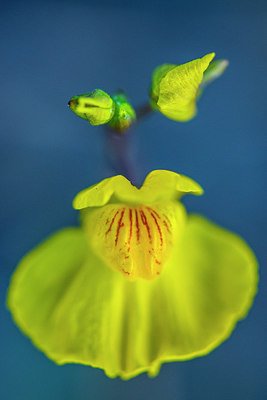 BUITEN BEELD Foto: 265010