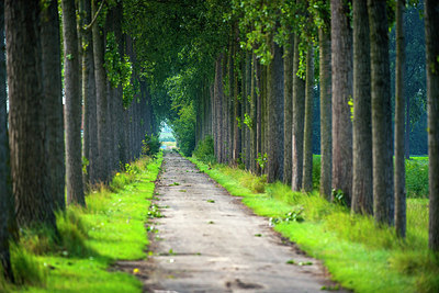 BUITEN BEELD Foto: 265015