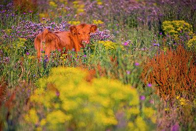 BUITEN BEELD Foto: 265028