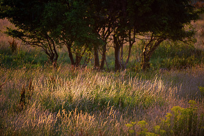 BUITEN BEELD Foto: 265057