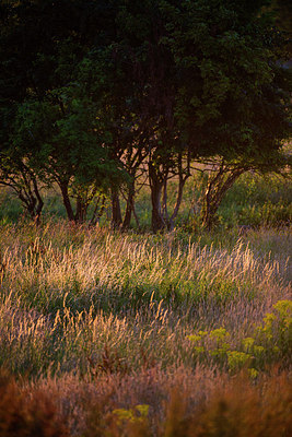 BUITEN BEELD Foto: 265060