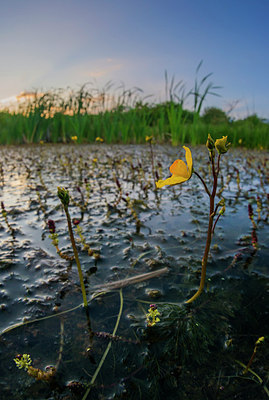 BUITEN BEELD Foto: 265061