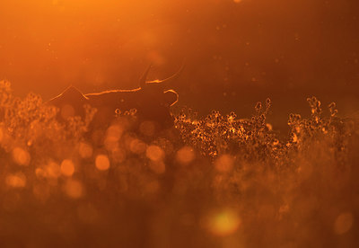 BUITEN BEELD Foto: 265082