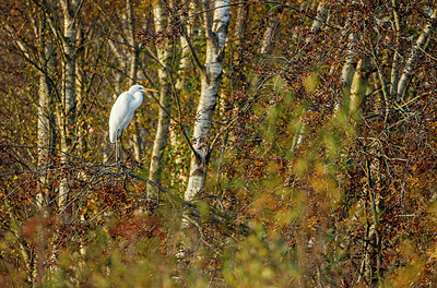 BUITEN BEELD Foto: 265156