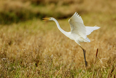 BUITEN BEELD Foto: 265163