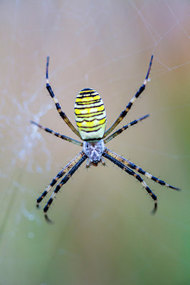 BUITEN BEELD Foto: 265233