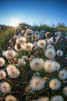 BUITEN BEELD Foto: 265276