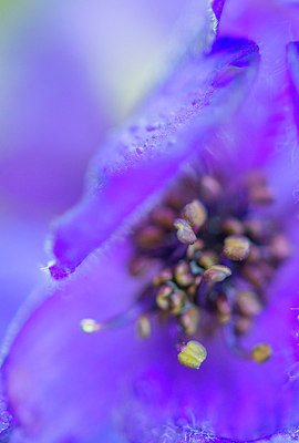 BUITEN BEELD Foto: 265278