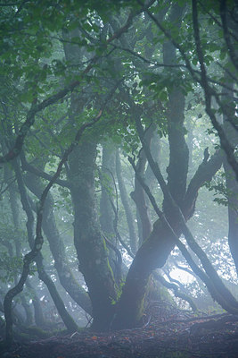 BUITEN BEELD Foto: 265289