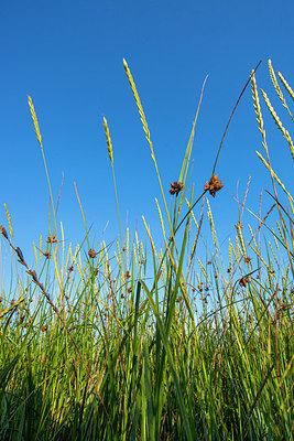 BUITEN BEELD Foto: 265319