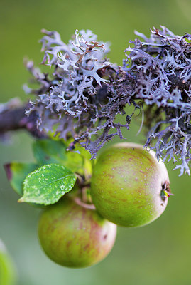 BUITEN BEELD Foto: 265340