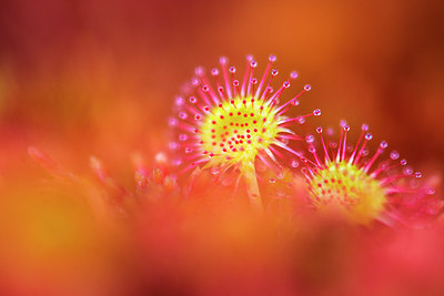 BUITEN BEELD Foto: 265342