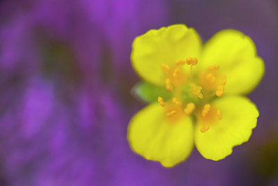 BUITEN BEELD Foto: 265348