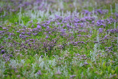 BUITEN BEELD Foto: 265356