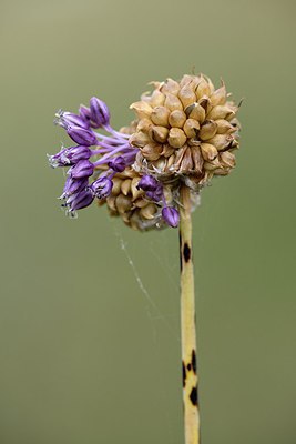 BUITEN BEELD Foto: 265368