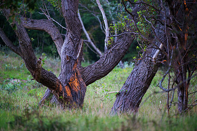 BUITEN BEELD Foto: 265391