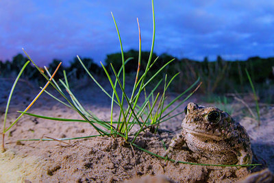 BUITEN BEELD Foto: 265409