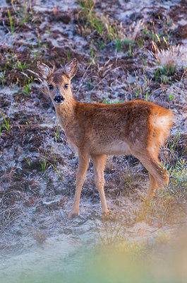 BUITEN BEELD Foto: 265416